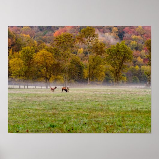Grazing Elk Koppel Poster (Voorkant)