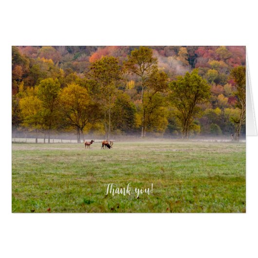 Grazing Elk paar dank u kaart (Voorkant Horizontaal)