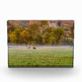 Grazing Elk Paar Fotoblok (Voorkant)