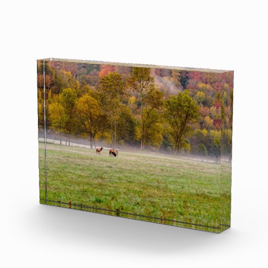 Grazing Elk Paar Fotoblok (Rechts)