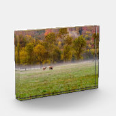 Grazing Elk Paar Fotoblok (Links)