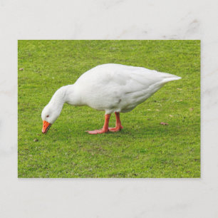 Grazing Emden Goose Briefkaart