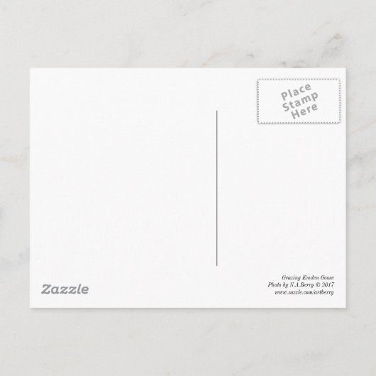 Grazing Emden Goose Briefkaart (Achterkant)