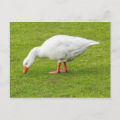Grazing Emden Goose Briefkaart (Voorkant)