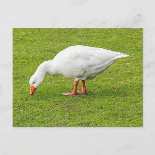 Grazing Emden Goose Briefkaart (Voorkant)