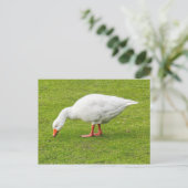 Grazing Emden Goose Briefkaart (Staand voorkant)