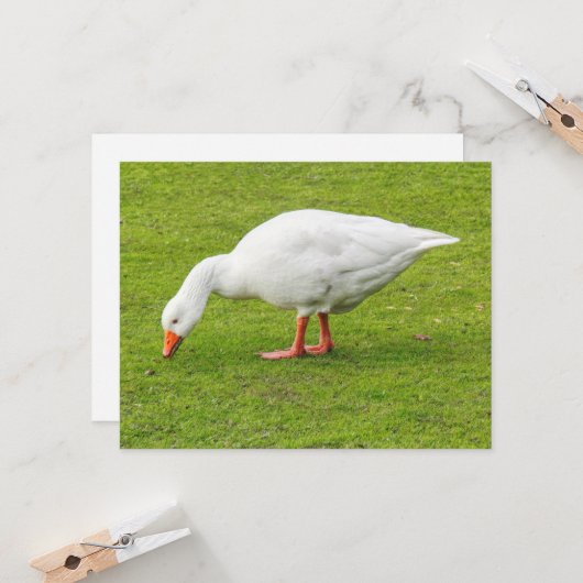 Grazing Emden Goose Kaart (Voorkant / Achterkant in situ)