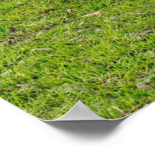 Grazing Emden Goose Poster (Hoek)