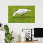 Grazing Emden Goose Poster (Thuiskantoor)
