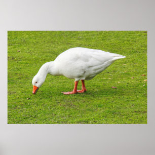 Grazing Emden Goose Poster