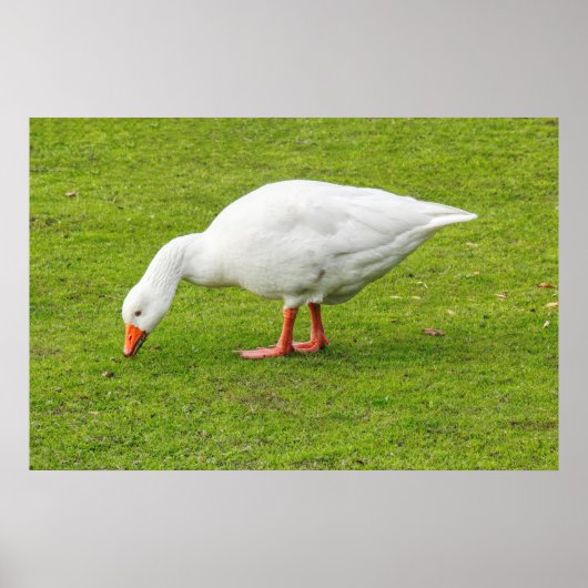 Grazing Emden Goose Poster (Voorkant)