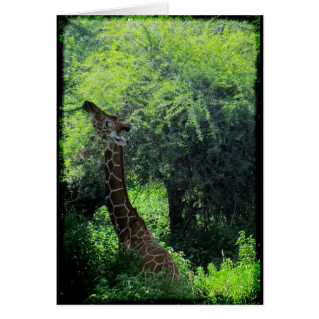 Grazing Giraffe (Voorkant)