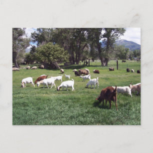 Grazing Goats Briefkaart
