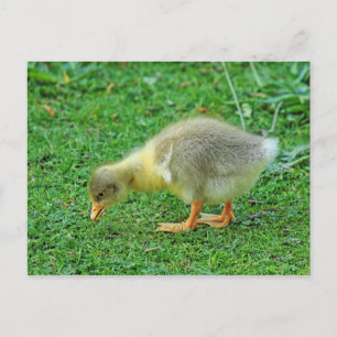 Grazing Gosling. Roath Park Lake, Cardiff, Wales. Briefkaart