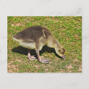 Grazing Gosling. Roath Park Lake, Cardiff, Wales. Briefkaart