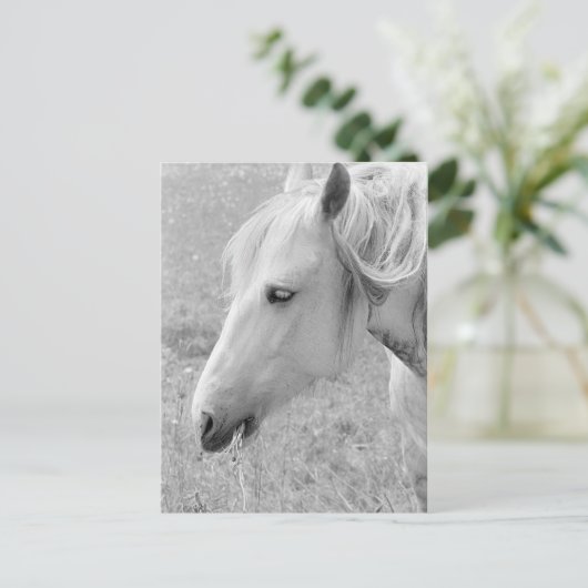 Grazing grijs briefkaart (Staand voorkant)