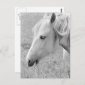 Grazing grijs briefkaart (Voorkant / Achterkant)