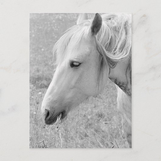 Grazing grijs briefkaart (Voorkant)