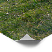 Grazing Horses Poster (Hoek)