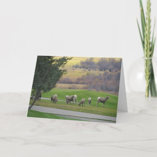 Grazing in Autumn Greeting Card Kaart (Voorkant)