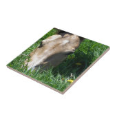 Grazing in gras tegeltje (Zijkant)