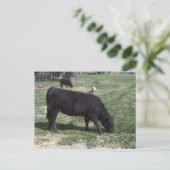 Grazing in mei briefkaart (Staand voorkant)