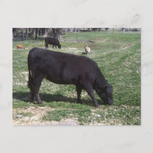 Grazing in mei briefkaart (Voorkant)