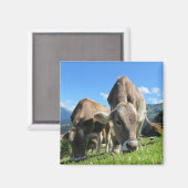 Grazing Koe Magnet (Voorkant / Achterkant)