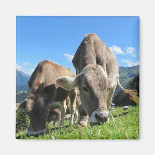 Grazing Koe Magnet (Voorkant)