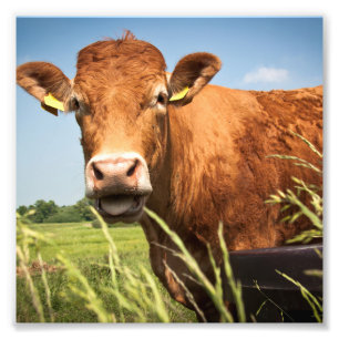 Grazing Kouw Closeup Foto Afdruk
