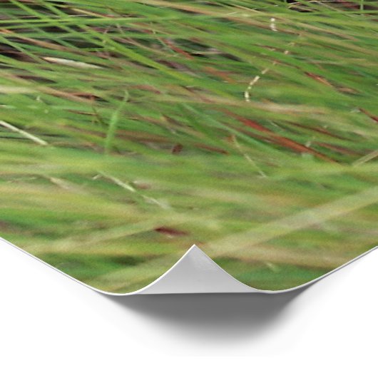 Grazing Longhorn Poster (Hoek)