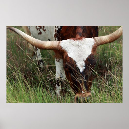 Grazing Longhorn Poster (Voorkant)