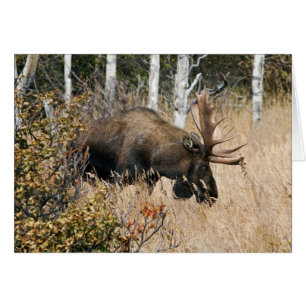 Grazing Moose