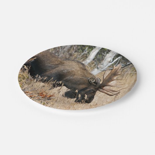 Grazing Moose Papieren Bordje (Gekanteld)