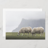 Grazing Natuur Schapen Foto (Voorkant / Achterkant)