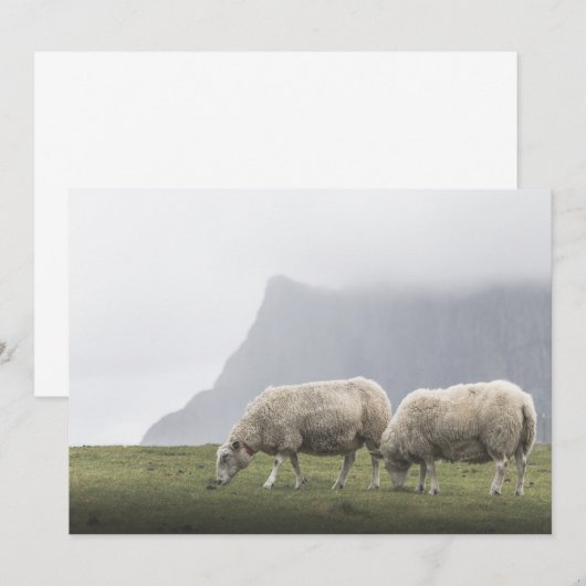 Grazing Natuur Schapen Foto (Voorkant / Achterkant)