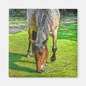 Grazing New Forest Pony Wildlife Magneet (Voorkant)