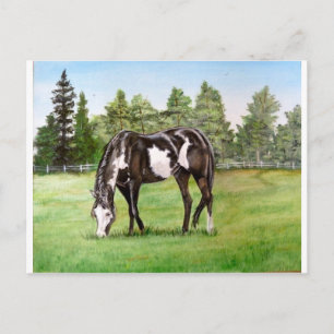 Grazing op het veld van zwart/wit verf paard/pony briefkaart