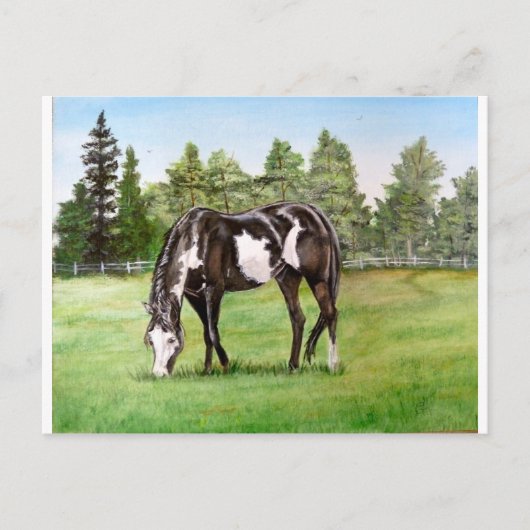 Grazing op het veld van zwart/wit verf paard/pony briefkaart (Voorkant)