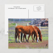 Grazing Paar Briefkaart (Voorkant / Achterkant)