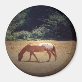 Grazing Palomino.... Magneet