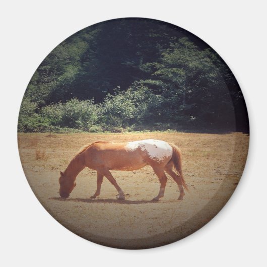 Grazing Palomino.... Magneet (Voorkant)