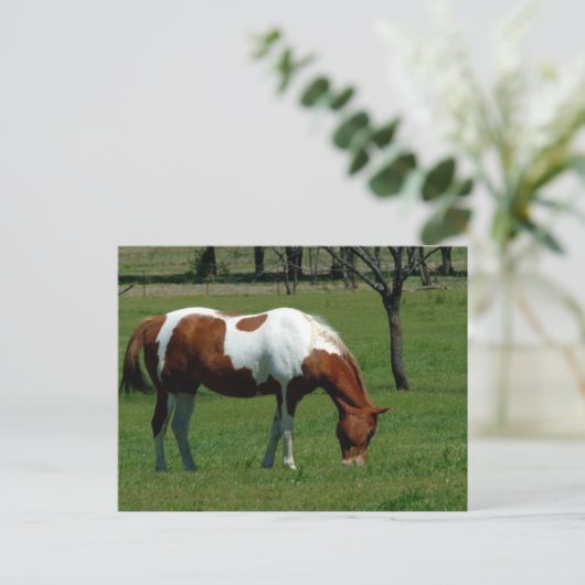 Grazing Pinto Briefkaart (Staand voorkant)