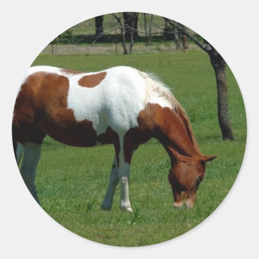 Grazing Pinto Ronde Sticker (Voorkant)