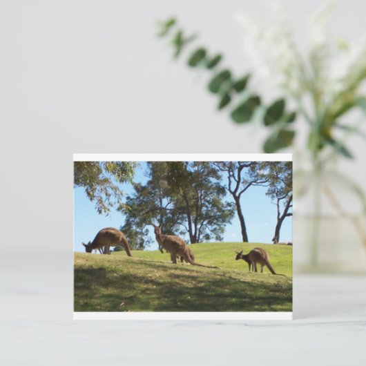 Grazing Roos Briefkaart (Staand voorkant)