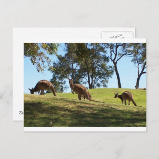 Grazing Roos Briefkaart (Voorkant / Achterkant)