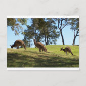 Grazing Roos Briefkaart (Voorkant)
