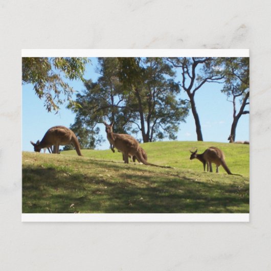 Grazing Roos Briefkaart (Voorkant)
