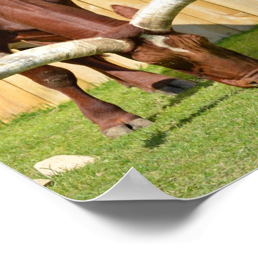 Grazing van Ankole-Watusi Poster (Hoek)