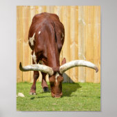 Grazing van Ankole-Watusi Poster (Voorkant)